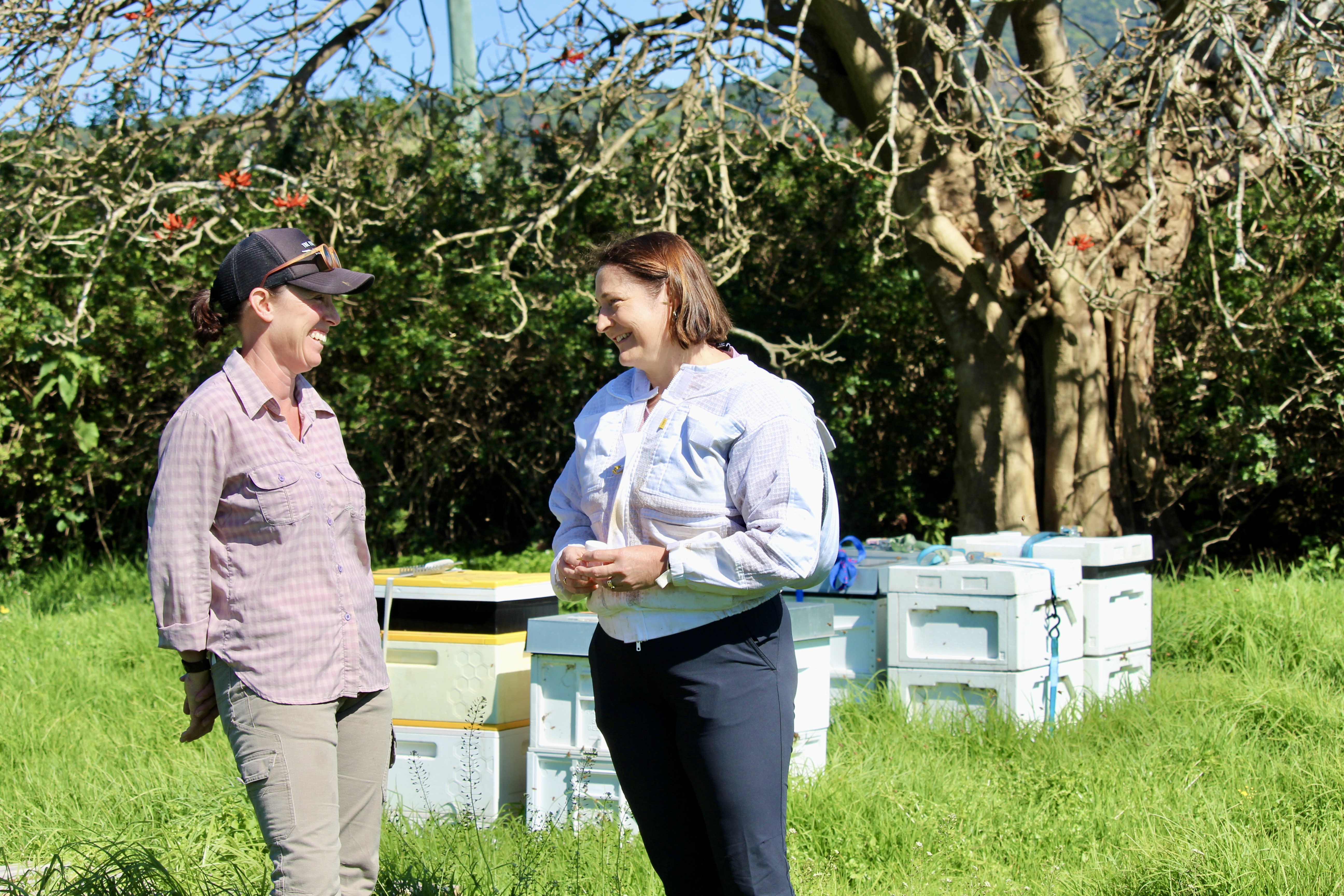 MEDIA RELEASE: Kiama’s bee queen takes on Varroa mite Main Image