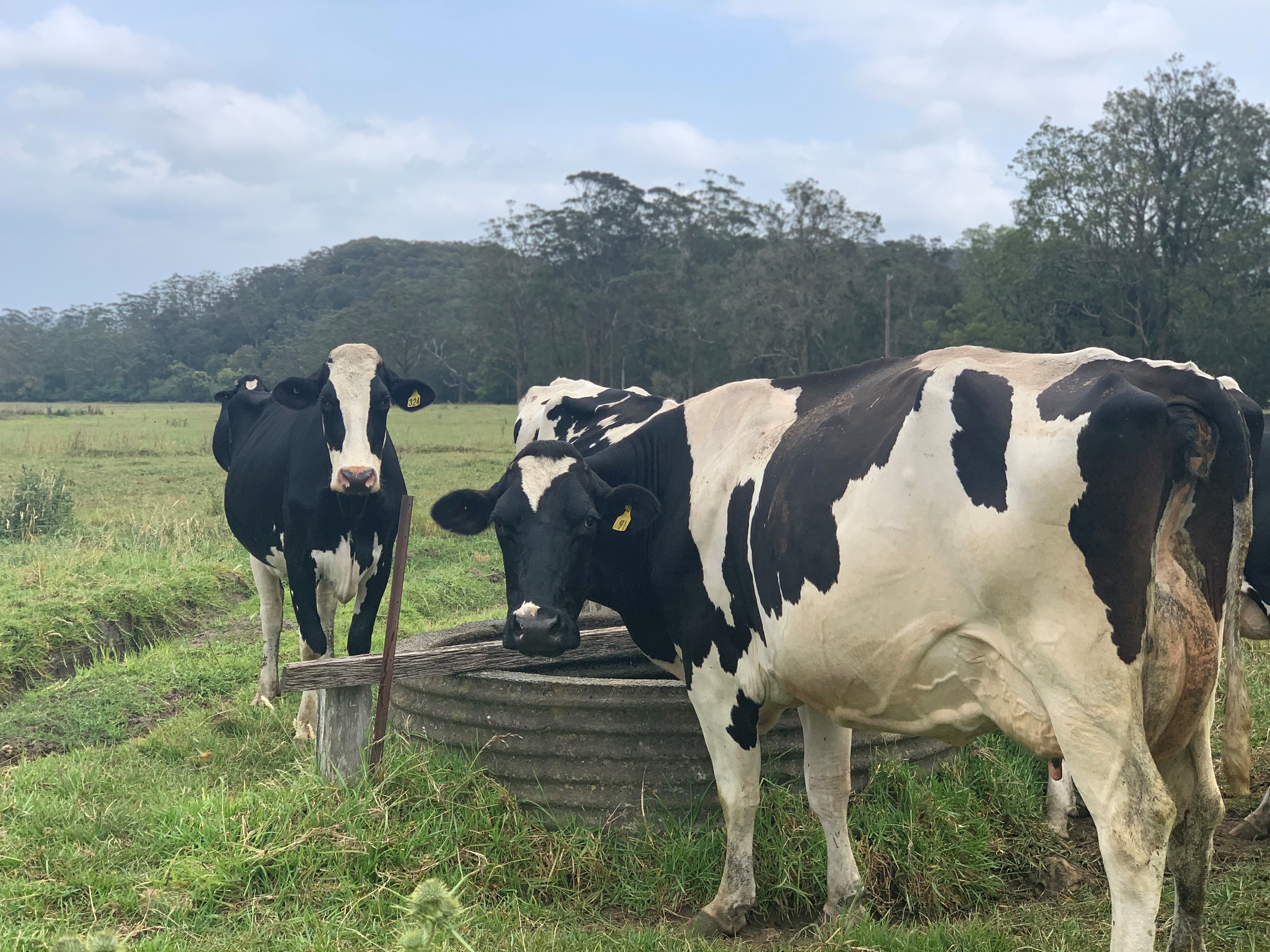 Media release: Recovery support for local dairy farmers Main Image