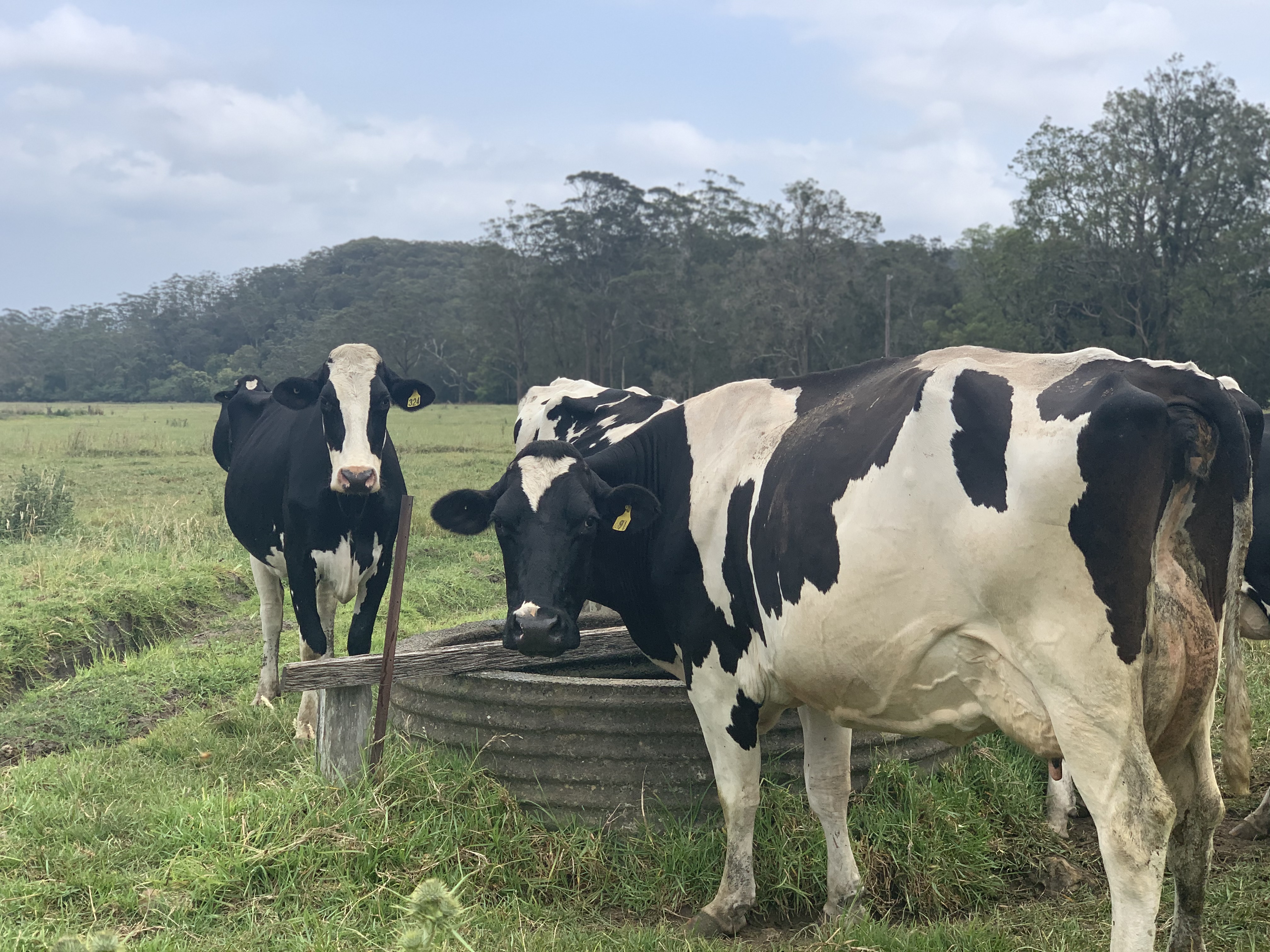 Media release: Dairy Code Released – But A Fair Milk Price Is Still Needed Main Image