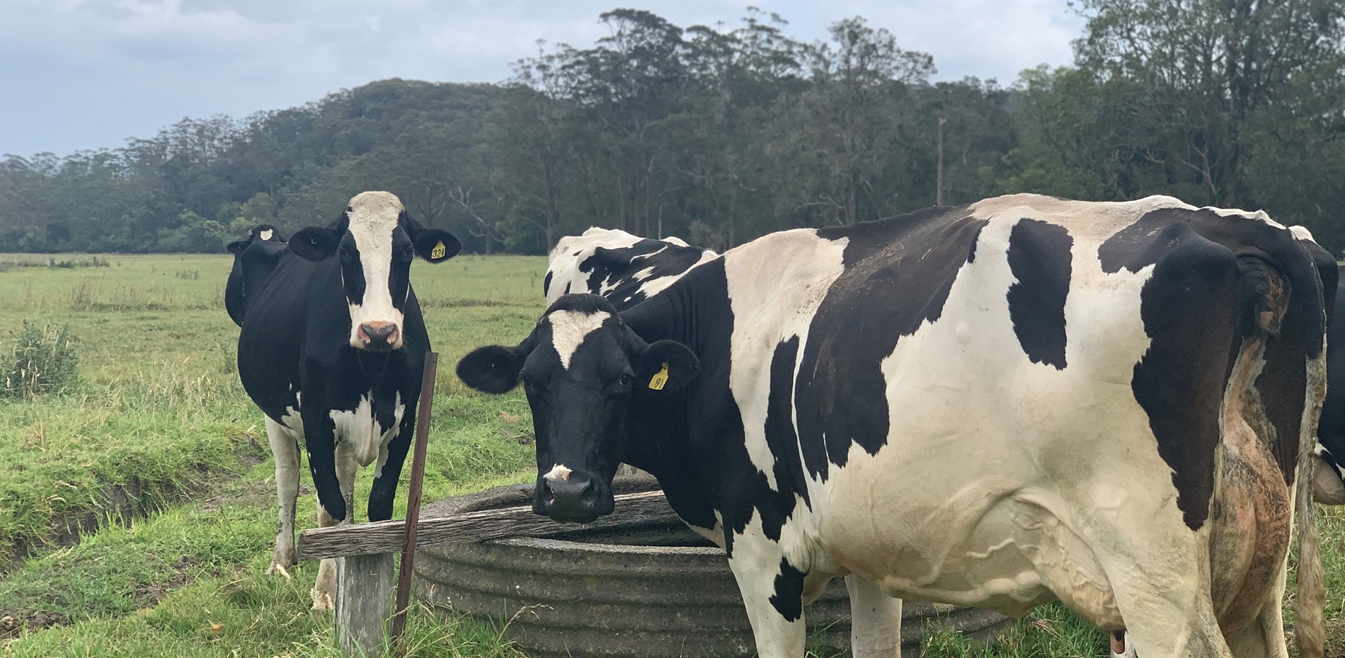 Media release: Dairy Code Released – But A Fair Milk Price Is Still Needed Main Image