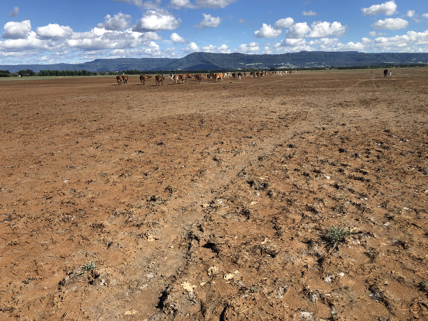 Media release: Government tone-deaf on drought Main Image