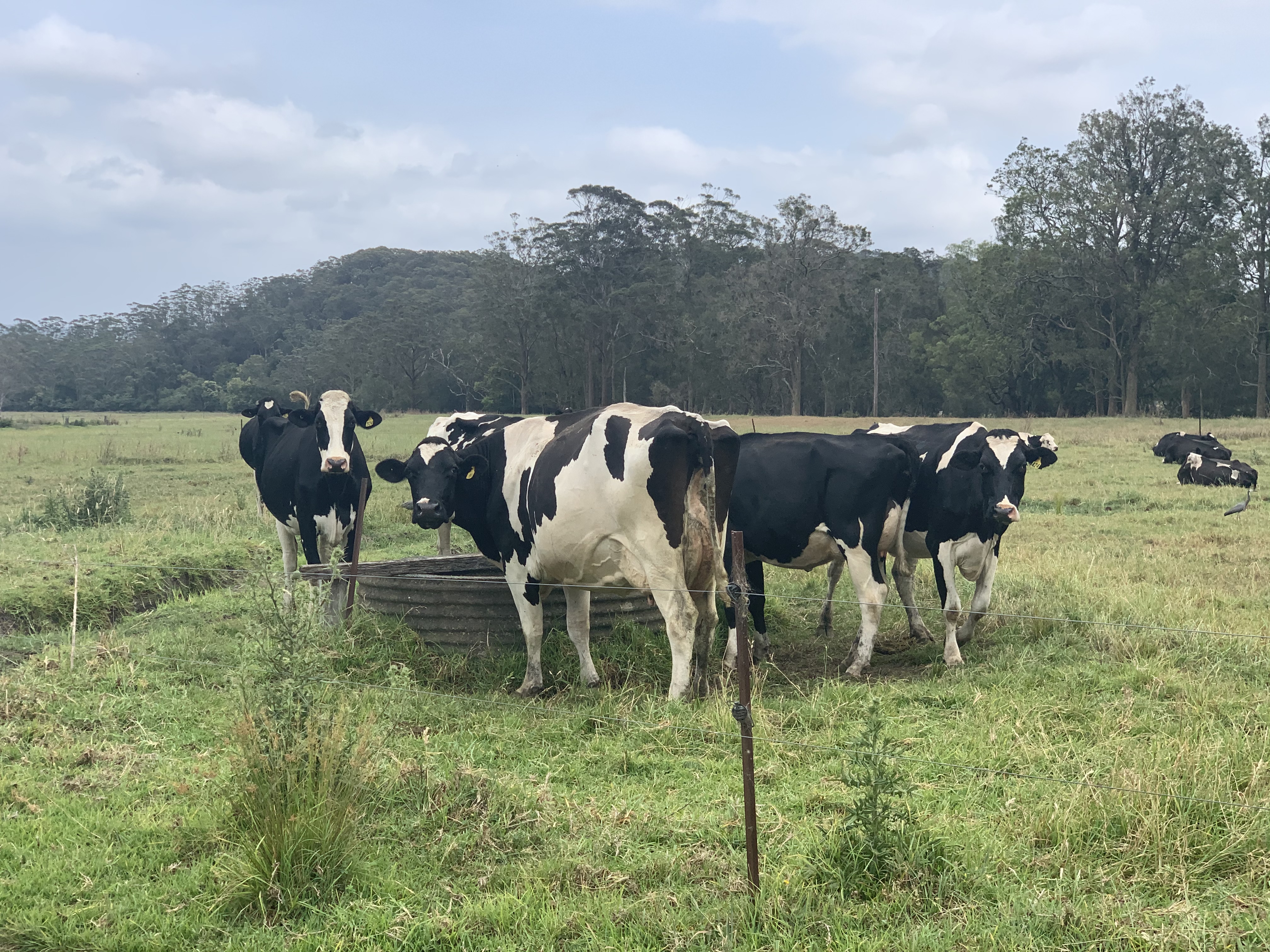 Fiona Phillips - Morrison Government fails to deliver election promises to Australia's dairy farmers (Parliamentary Question Time report)